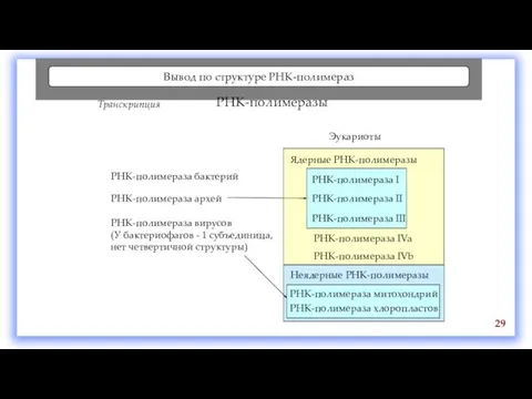 Вывод по структуре РНК-полимераз 29 РНК-полимеразы Транскрипция Эукариоты РНК-полимераза бактерий РНК-полимераза