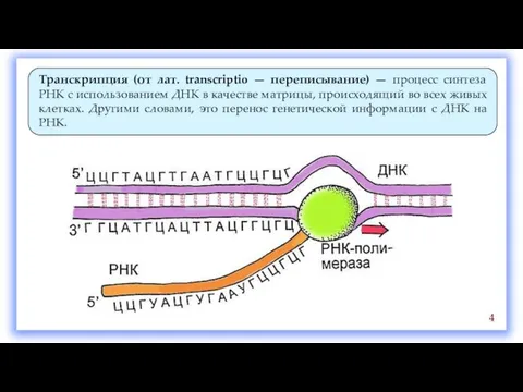 Транскрипция (от лат. transcriptio — переписывание) — процесс синтеза РНК с