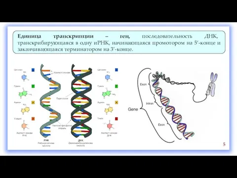 Единица транскрипции – ген, последовательность ДНК, транскрибирующаяся в одну иРНК, начинающаяся