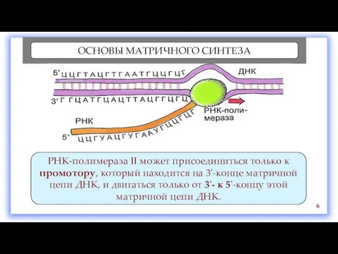 ОСНОВЫ МАТРИЧНОГО СИНТЕЗА Транскрипция катализируется ферментом ДНК-зависимой РНК-полимеразой. Процесс синтеза РНК