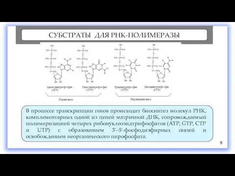 СУБСТРАТЫ ДЛЯ РНК-ПОЛИМЕРАЗЫ В процессе транскрипции генов происходит биосинтез молекул РНК,