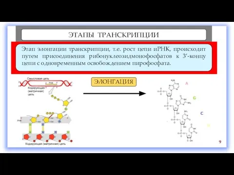 ЭТАПЫ ТРАНСКРИПЦИИ Этап элонгации транскрипции, т.е. рост цепи иРНК, происходит путем