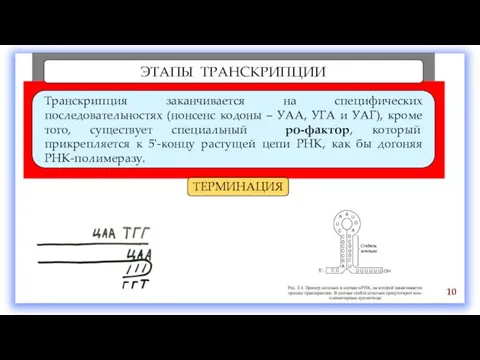 ЭТАПЫ ТРАНСКРИПЦИИ Транскрипция заканчивается на специфических последовательностях (нонсенс кодоны – УАА,