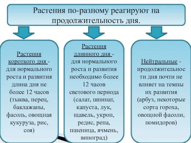 Растения по-разному реагируют на продолжительность дня. Нейтральные - продолжительности дня почти