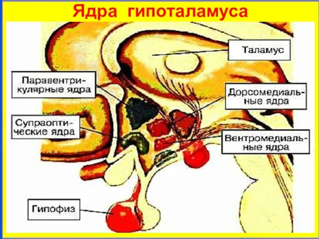 Ядра гипоталамуса