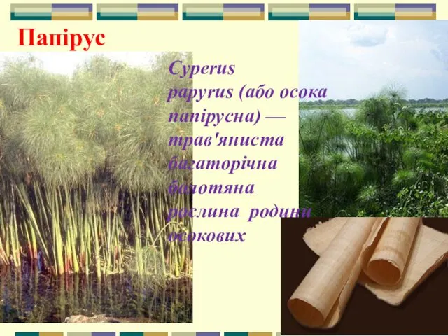 Cyperus papyrus (або осока папірусна) — трав'яниста багаторічна болотяна рослина родини осокових Папірус