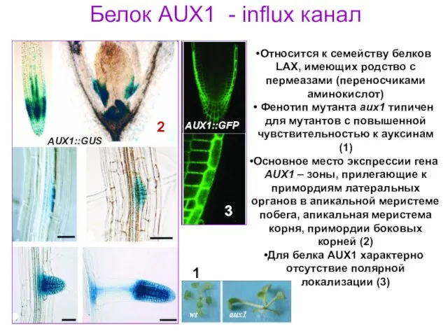 Белок AUX1 - influx канал Относится к семейству белков LAX, имеющих