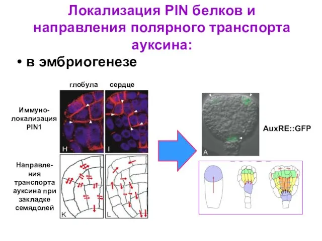 Локализация PIN белков и направления полярного транспорта ауксина: в эмбриогенезе AuxRE::GFP