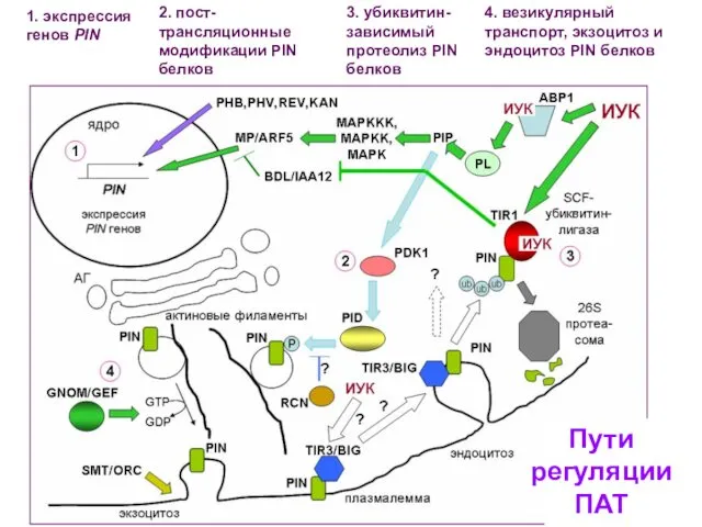 1. экспрессия генов PIN 2. пост-трансляционные модификации PIN белков 3. убиквитин-зависимый