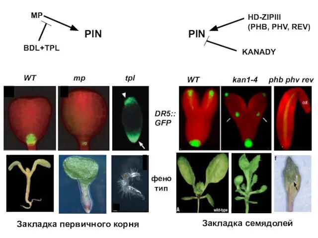 DR5::GFP фенотип WT mp tpl WT kan1-4 phb phv rev PIN