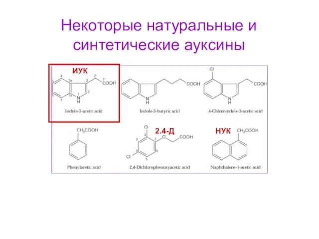 Некоторые натуральные и синтетические ауксины ИУК НУК 2.4-Д