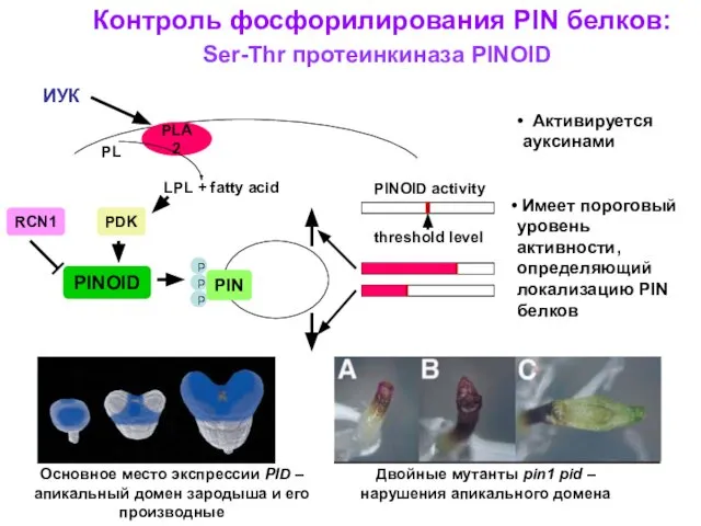 Контроль фосфорилирования PIN белков: Имеет пороговый уровень активности, определяющий локализацию PIN