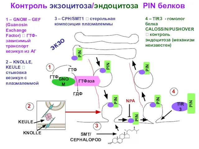 Контроль экзоцитоза/эндоцитоза PIN белков 1 2 3 4 1 – GNOM