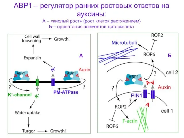 АВР1 – регулятор ранних ростовых ответов на ауксины: А – «кислый