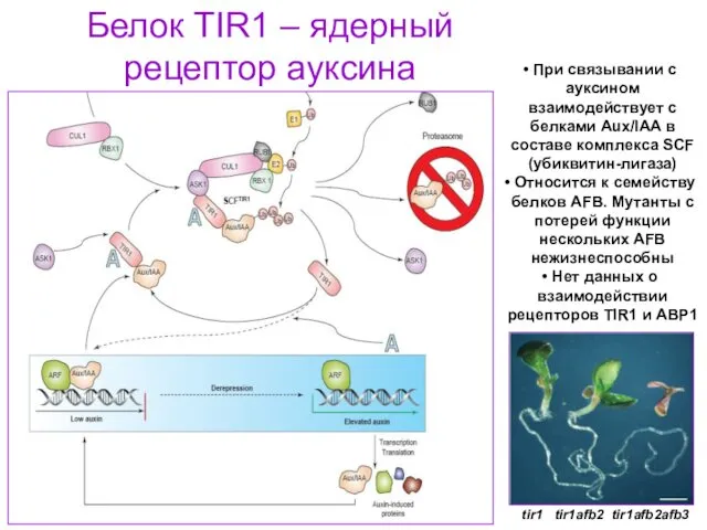 Белок TIR1 – ядерный рецептор ауксина tir1 tir1afb2 tir1afb2afb3 При связывании