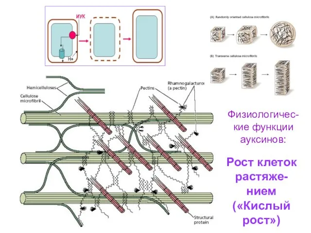 Рост клеток растяже-нием («Кислый рост») Физиологичес-кие функции ауксинов: