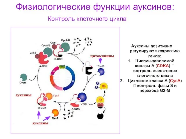 Физиологические функции ауксинов: Контроль клеточного цикла Ауксины позитивно регулируют экспрессию генов: