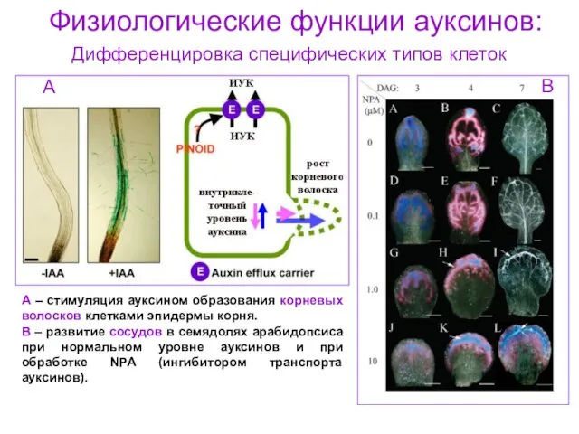 Физиологические функции ауксинов: Дифференцировка специфических типов клеток А В А –