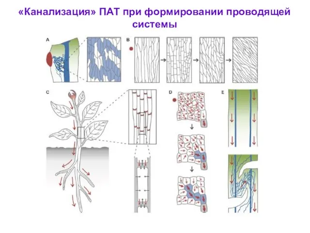 «Канализация» ПАТ при формировании проводящей системы