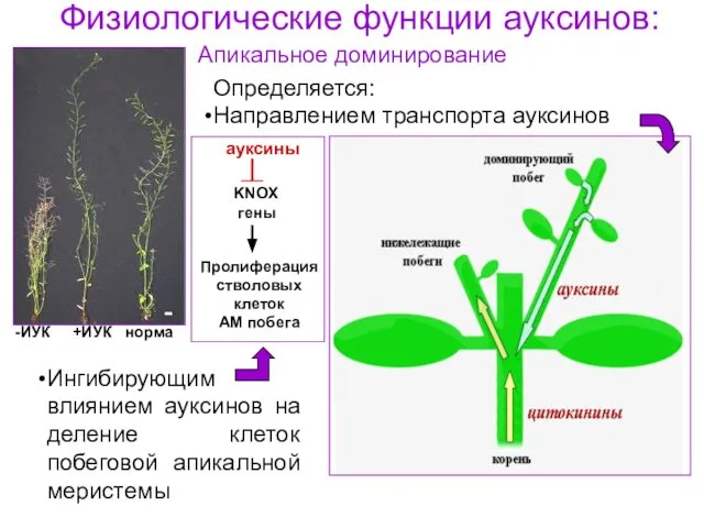 Физиологические функции ауксинов: Апикальное доминирование -ИУК +ИУК норма Определяется: Направлением транспорта