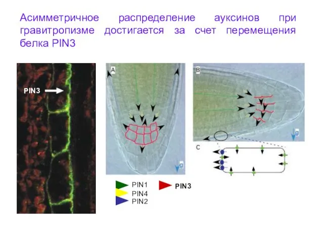 Асимметричное распределение ауксинов при гравитропизме достигается за счет перемещения белка PIN3 PIN1 PIN4 PIN3 PIN2 PIN3