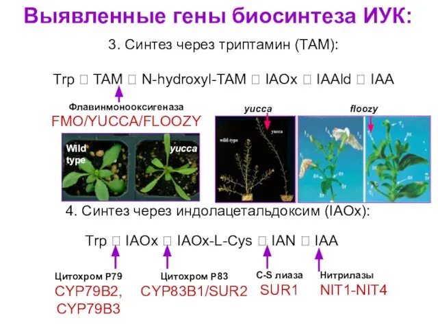 Выявленные гены биосинтеза ИУК: 3. Синтез через триптамин (ТАМ): Trp ?