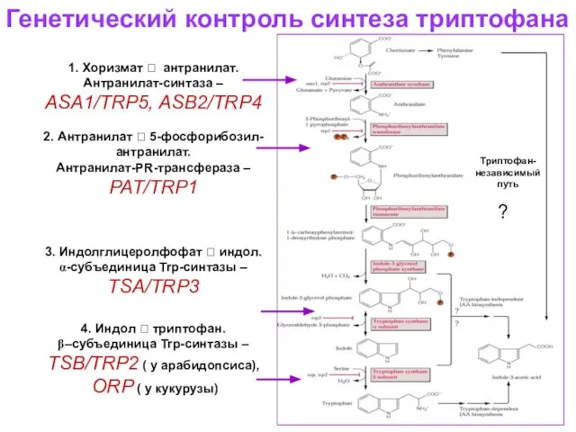 Генетический контроль синтеза триптофана 1. Хоризмат ? антранилат. Антранилат-синтаза – ASA1/TRP5,