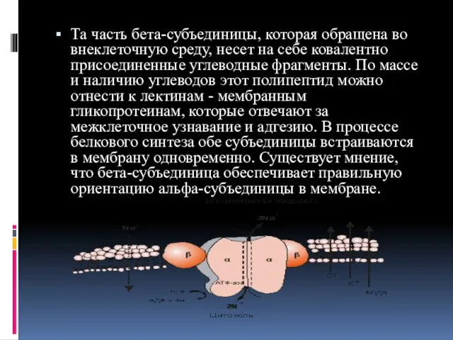 Та часть бета-субъединицы, которая обращена во внеклеточную среду, несет на себе