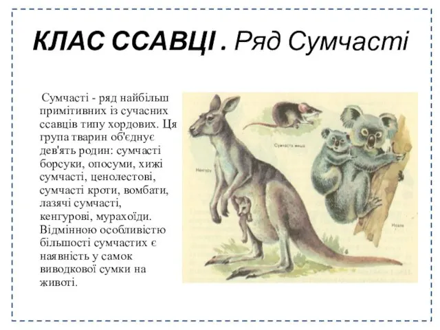 Сумчасті - ряд найбільш примітивних із сучасних ссавців типу хордових. Ця