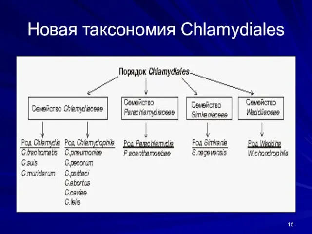 Новая таксономия Chlamydiales