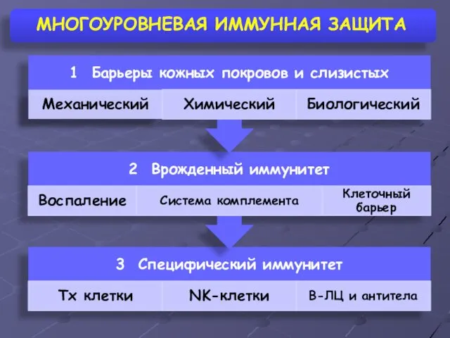 МНОГОУРОВНЕВАЯ ИММУННАЯ ЗАЩИТА