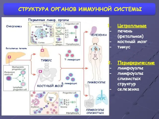 СТРУКТУРА ОРГАНОВ ИММУННОЙ СИСТЕМЫ Вторичные лимф. органы Цетрапльные печень (фетальная) костный