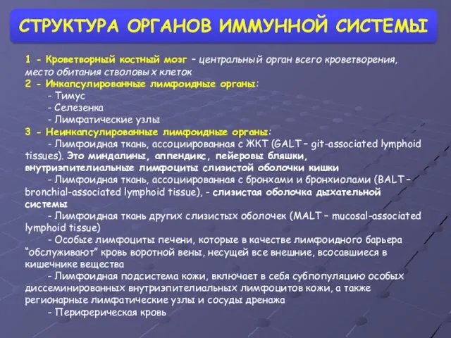 1 - Кроветворный костный мозг – центральный орган всего кроветворения, место