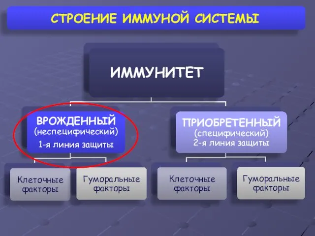 СТРОЕНИЕ ИММУНОЙ СИСТЕМЫ