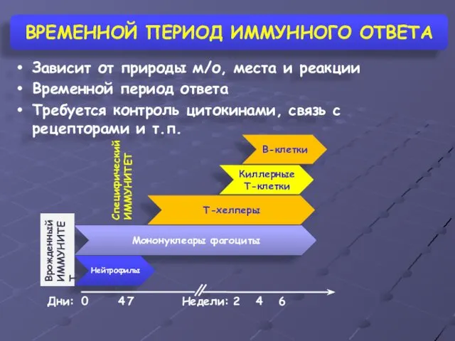 ВРЕМЕННОЙ ПЕРИОД ИММУННОГО ОТВЕТА Зависит от природы м/о, места и реакции