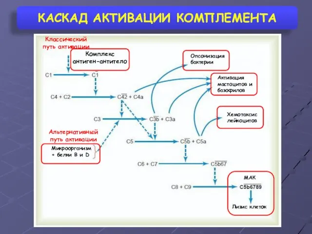 КАСКАД АКТИВАЦИИ КОМПЛЕМЕНТА Комплекс антиген-антитело Опсонизация бактерии Активация мастоцитов и базофилов