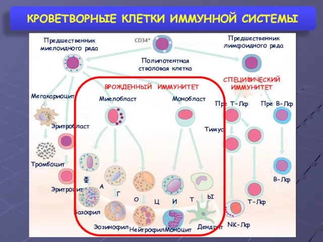 КРОВЕТВОРНЫЕ КЛЕТКИ ИММУННОЙ СИСТЕМЫ Полипотентная стволовая клетка Предшественник миелоидного ряда Предшественник