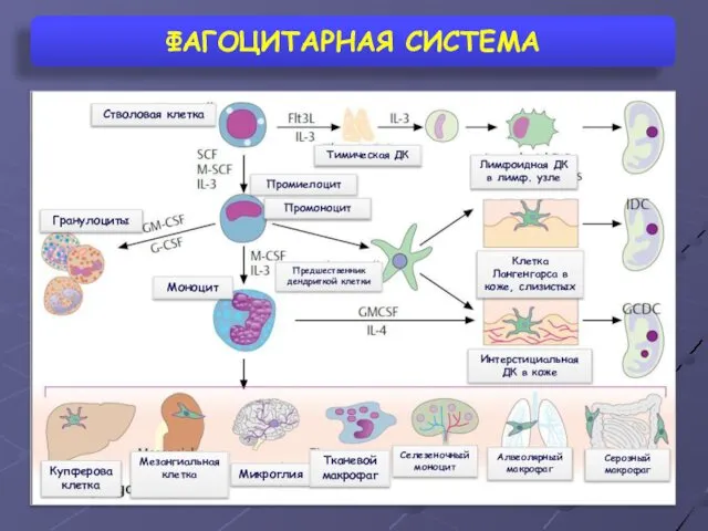 ФАГОЦИТАРНАЯ СИСТЕМА Гранулоциты Стволовая клетка Моноцит Предшественник дендриткой клетки Тимическая ДК