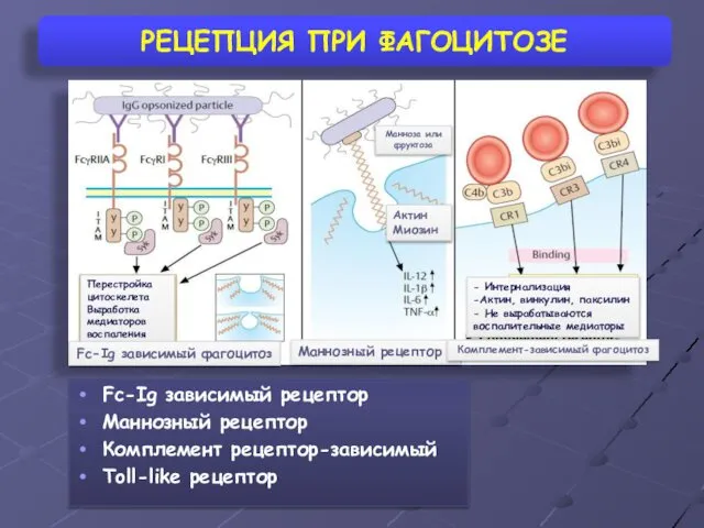 РЕЦЕПЦИЯ ПРИ ФАГОЦИТОЗЕ Fc-Ig зависимый рецептор Маннозный рецептор Комплемент рецептор-зависимый Toll-like