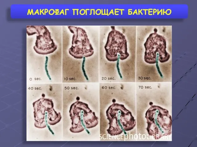 МАКРОФАГ ПОГЛОЩАЕТ БАКТЕРИЮ