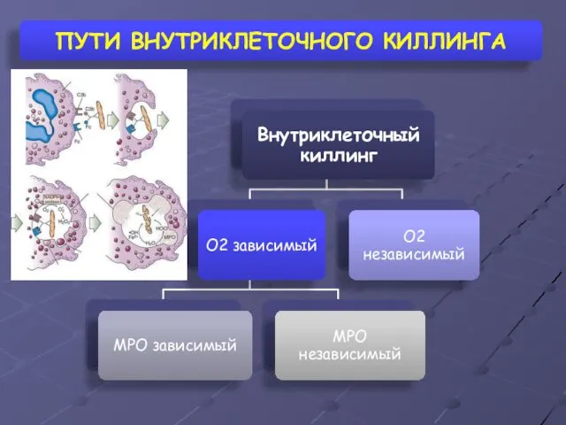 ПУТИ ВНУТРИКЛЕТОЧНОГО КИЛЛИНГА