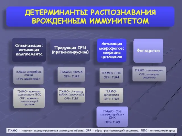 ДЕТЕРМИНАНТЫ РАСПОЗНАВАНИЯ ВРОЖДЕННЫМ ИММУНИТЕТОМ ПАМО - патоген-ассоциированные молекулы образа; ОРР - образ-распознающий рецептор; ЛПС -липополисахарид