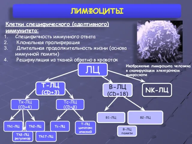 ЛИМФОЦИТЫ Клетки специфического (адаптивного) иммунитета: Специфичность иммунного ответа Клональная пролиферация Длительная