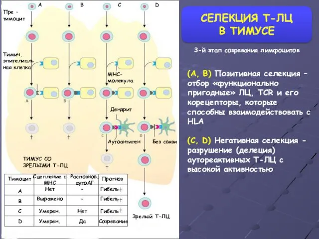 СЕЛЕКЦИЯ Т-ЛЦ В ТИМУСЕ Пре – тимоцит Тимич. эпителиальная клетка MHC-молекула