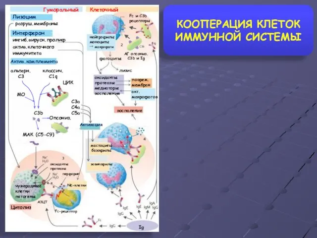 КООПЕРАЦИЯ КЛЕТОК ИММУННОЙ СИСТЕМЫ медиаторы воспаления