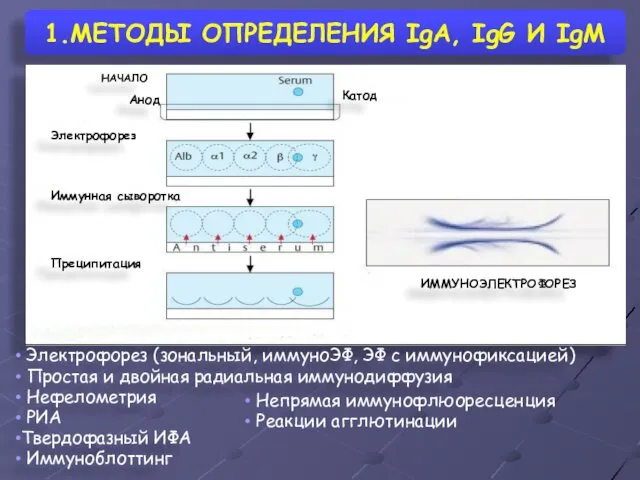 1.МЕТОДЫ ОПРЕДЕЛЕНИЯ IgA, IgG И IgM Электрофорез (зональный, иммуноЭФ, ЭФ с