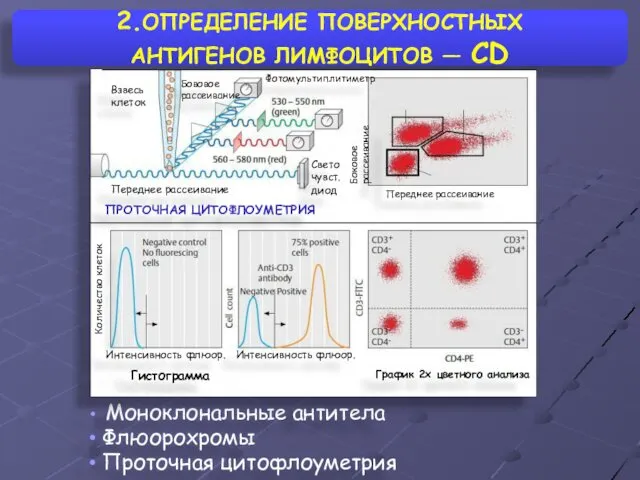 2.ОПРЕДЕЛЕНИЕ ПОВЕРХНОСТНЫХ АНТИГЕНОВ ЛИМФОЦИТОВ — CD Моноклональные антитела Флюорохромы Проточная цитофлоуметрия