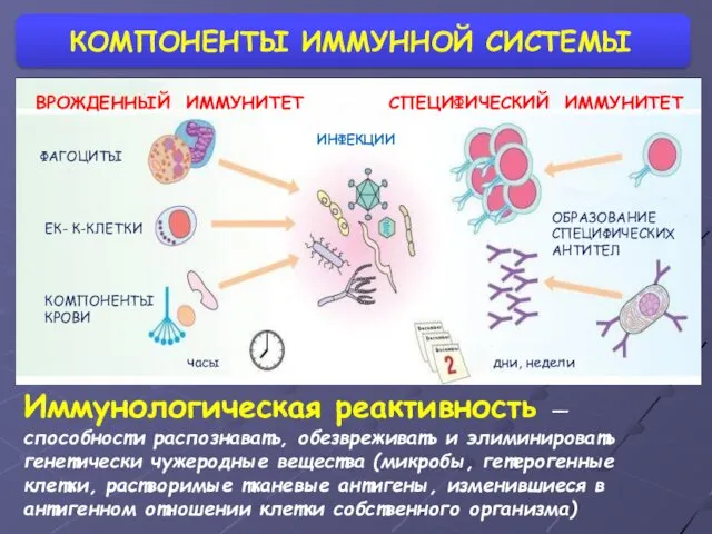 КОМПОНЕНТЫ ИММУННОЙ СИСТЕМЫ ВРОЖДЕННЫЙ ИММУНИТЕТ СПЕЦИФИЧЕСКИЙ ИММУНИТЕТ ИНФЕКЦИИ ЕК- К-КЛЕТКИ ФАГОЦИТЫ