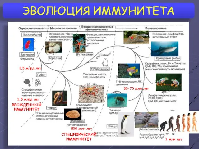 ЭВОЛЮЦИЯ ИММУНИТЕТА 3,5 млрд лет 1,5 млрд лет 30-70 млн лет