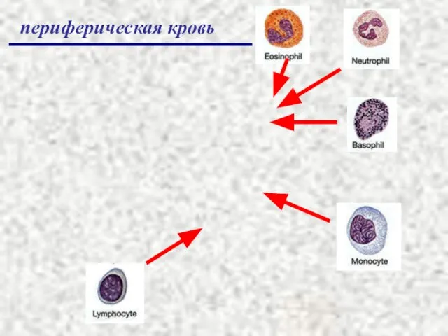 периферическая кровь